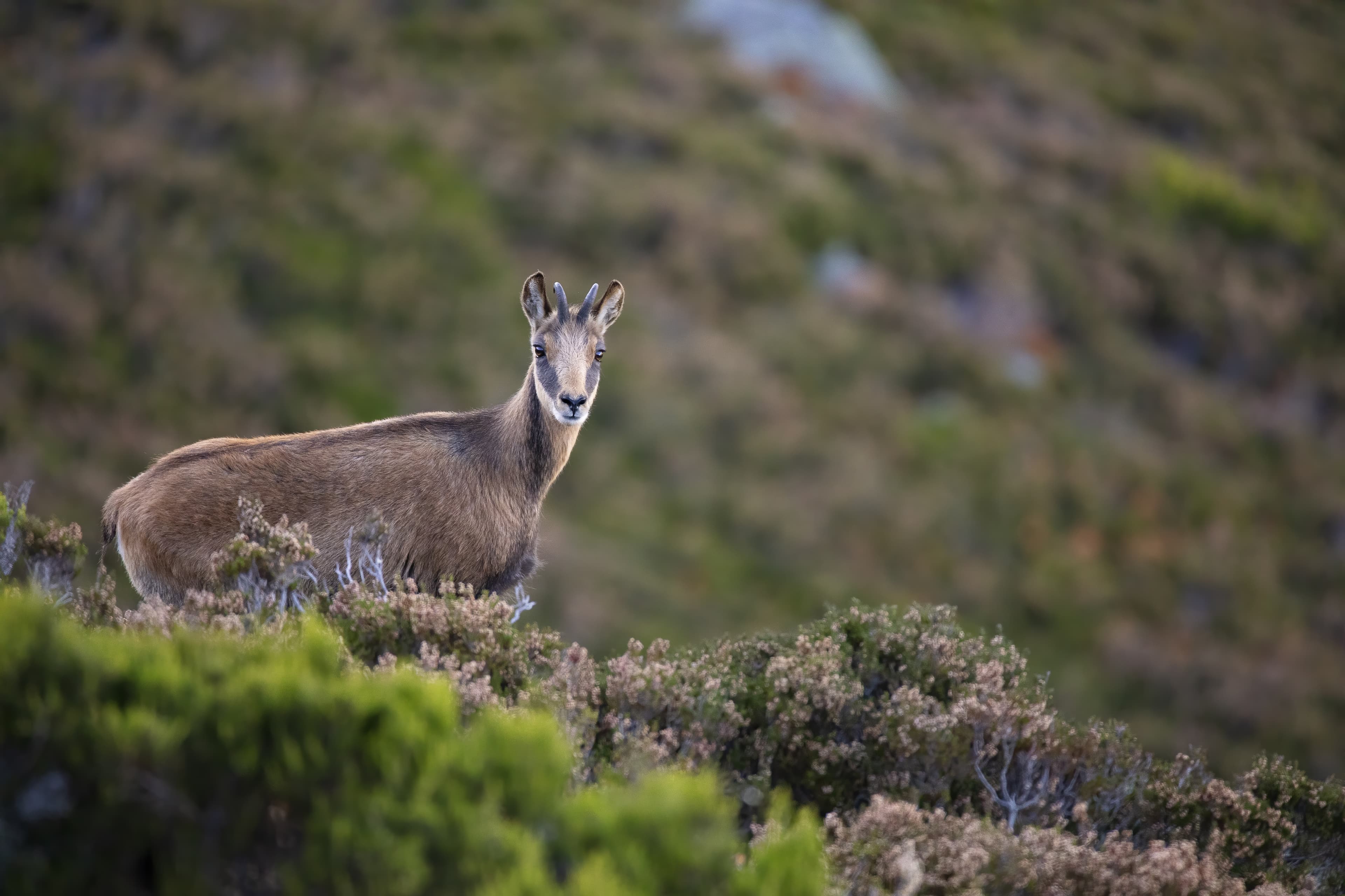 Chamois en montage